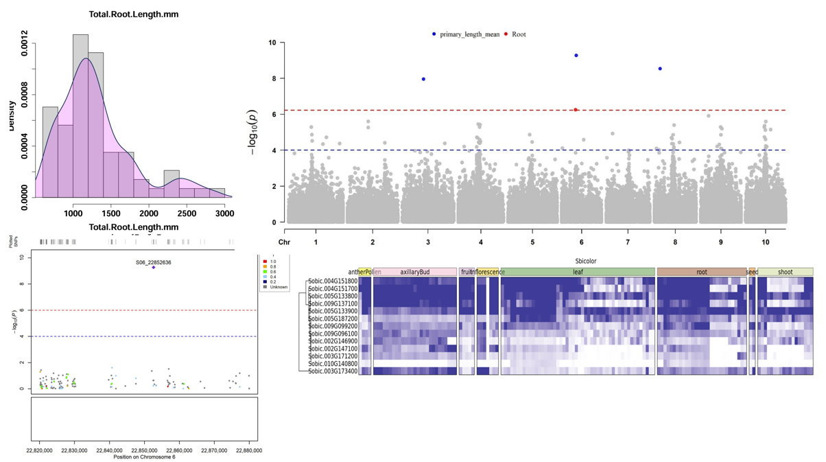 GWAS output